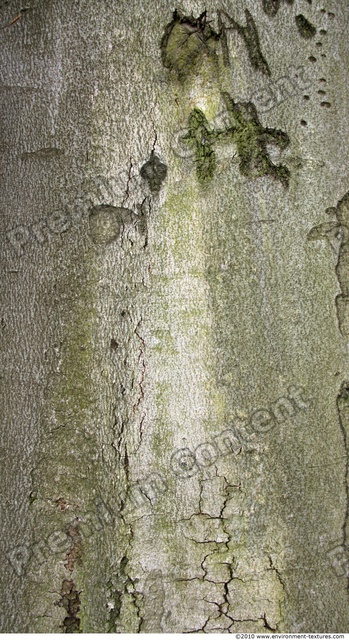 Tree Bark