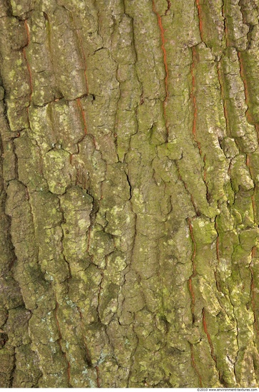 Tree Bark