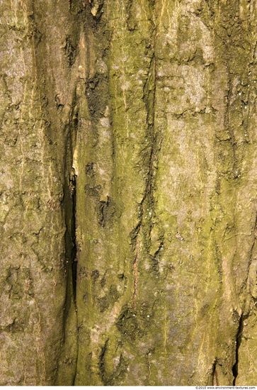 Tree Bark