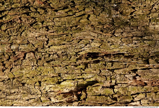 Tree Bark