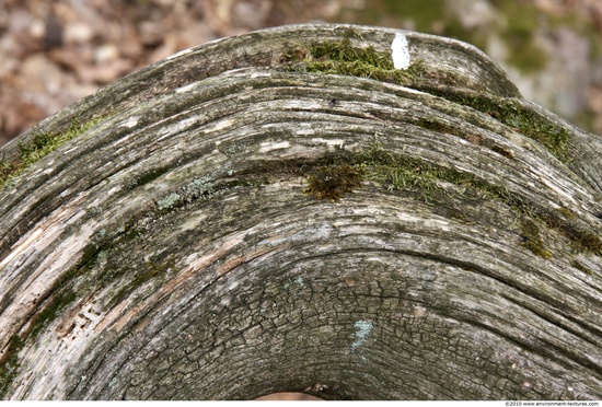 Tree Bark