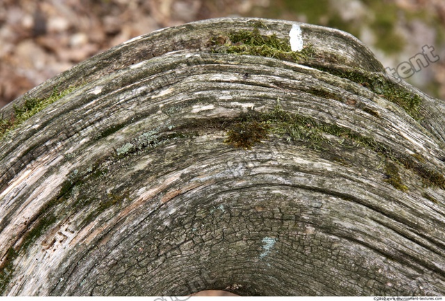 Tree Bark