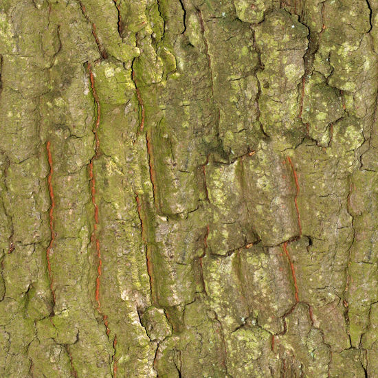 Seamless Tree Bark