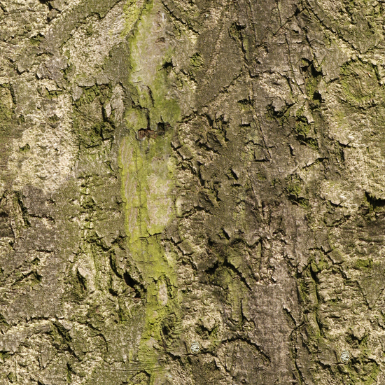 Seamless Tree Bark