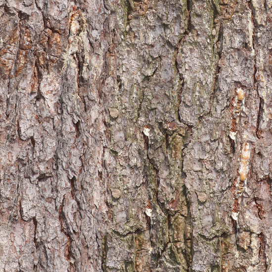 Seamless Tree Bark