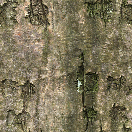 Seamless Tree Bark