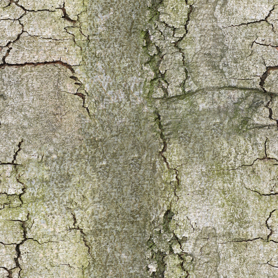 Seamless Tree Bark