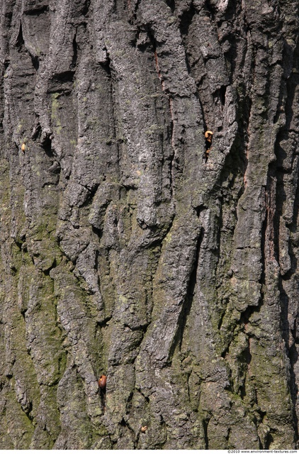 Tree Bark