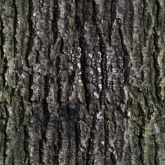 Seamless Tree Bark