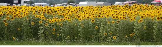 Plant Fields