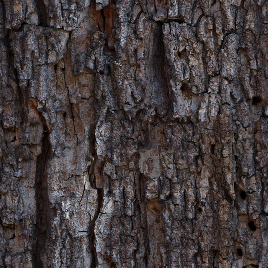 Seamless Tree Bark