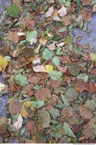 Leaves Dead