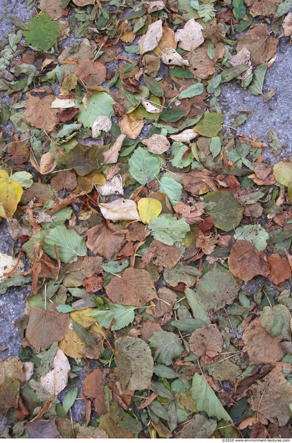 Leaves Dead