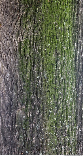 Tree Bark