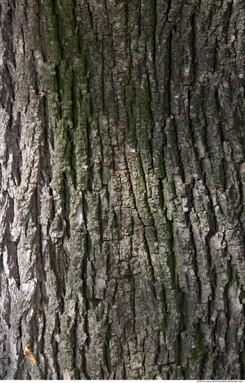 Tree Bark