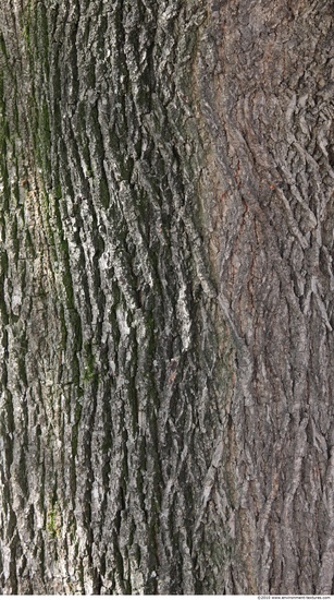 Tree Bark