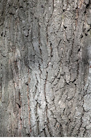 Tree Bark