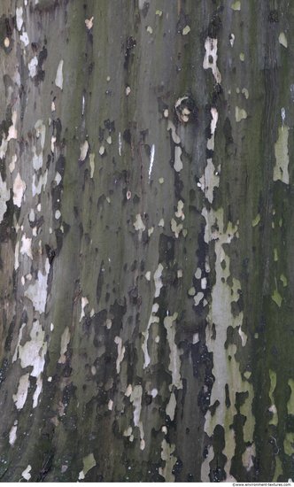 Tree Bark