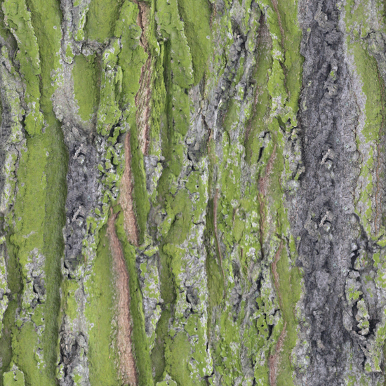 Seamless Tree Bark