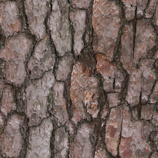 Seamless Tree Bark