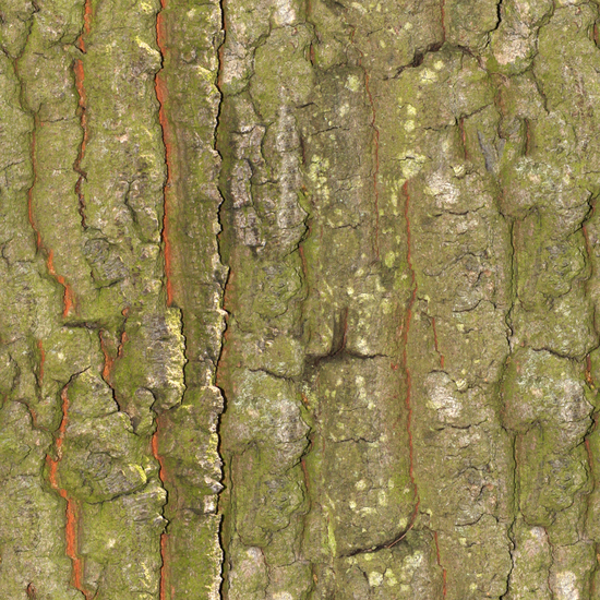 Seamless Tree Bark