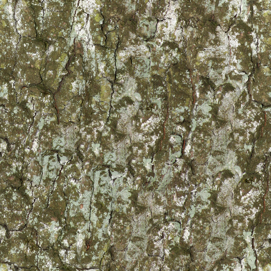 Seamless Tree Bark