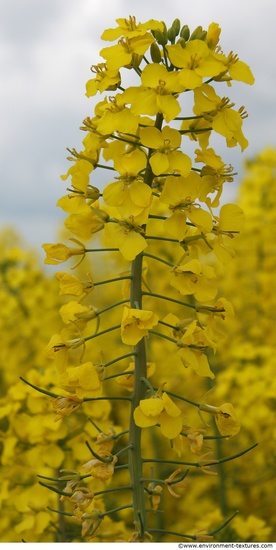 Plant Fields