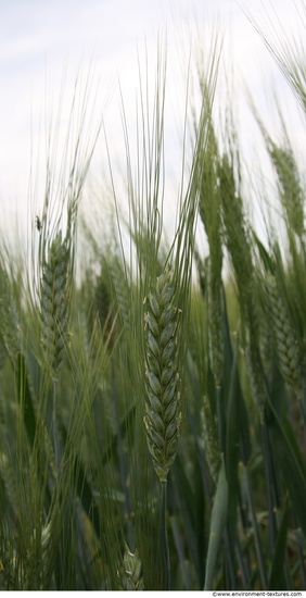 Plant Fields