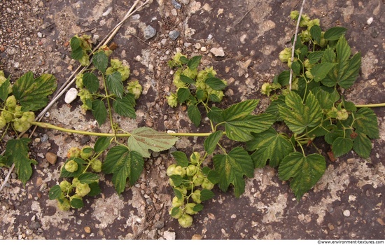 Groundplants