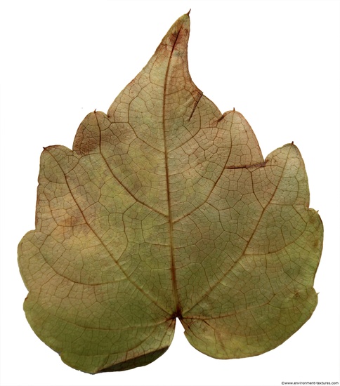 Leaves