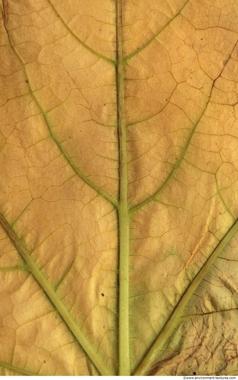 Leaves