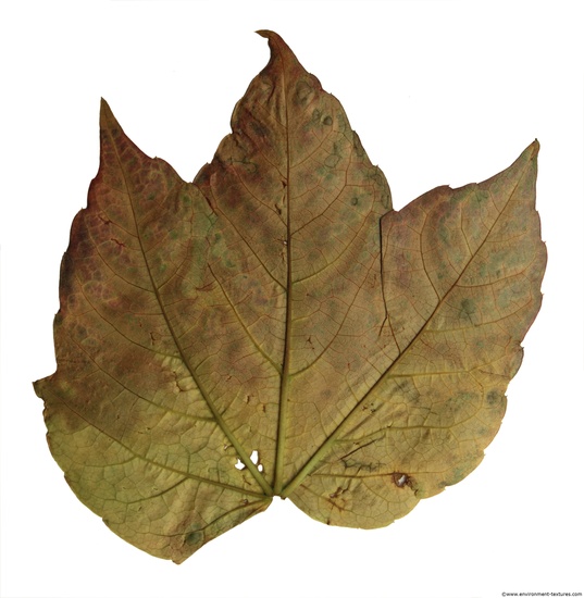 Leaves