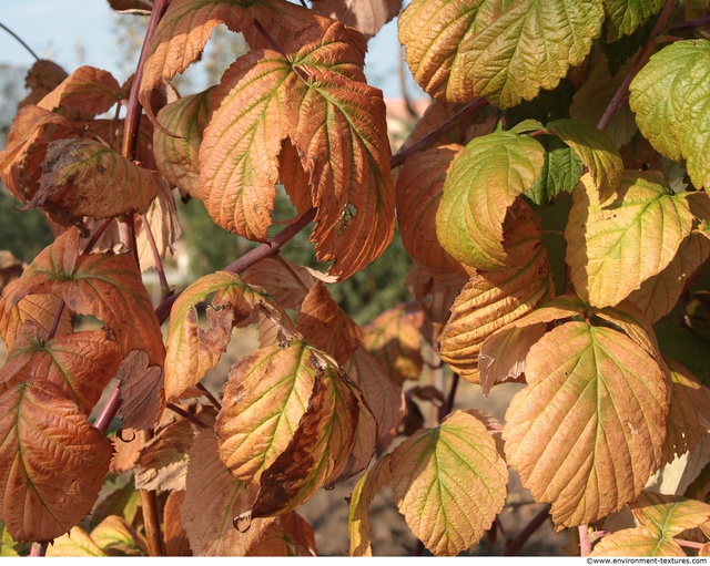 Leaves