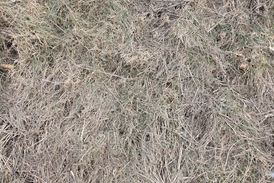 Grass Dead