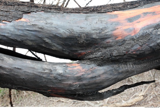 Burned Wood