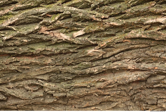 Tree Bark