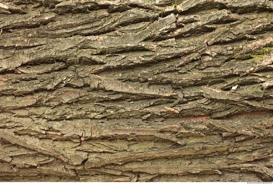 Tree Bark