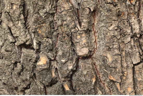 Tree Bark