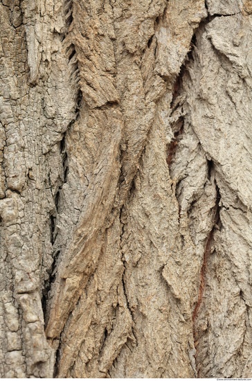 Tree Bark