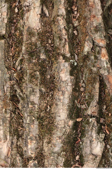 Tree Bark