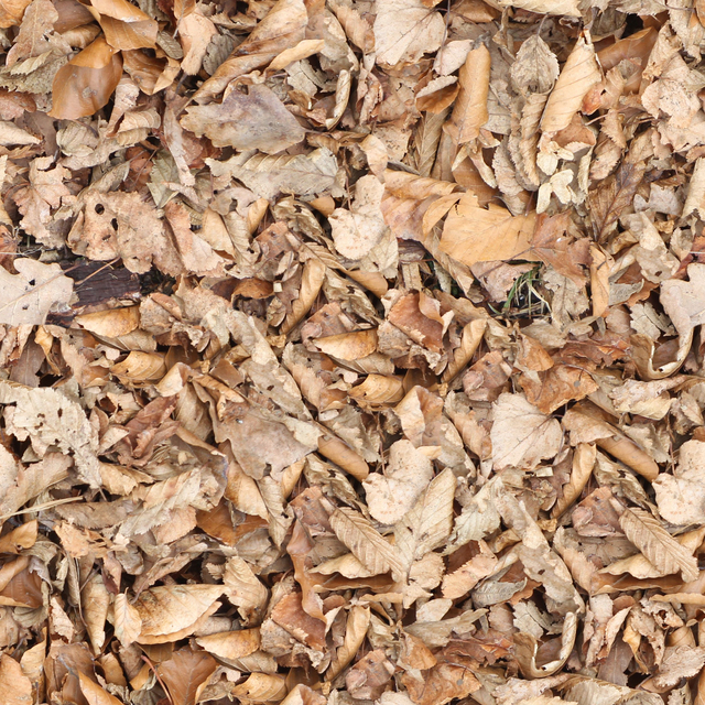 High Resolution Seamless Leaves Texture