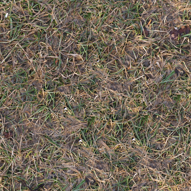 High Resolution Seamless Grass Texture