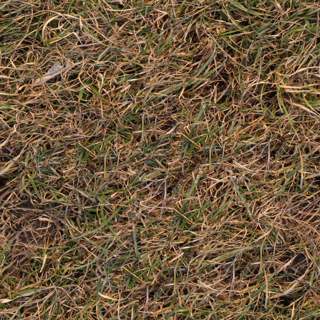 High Resolution Seamless Grass Texture