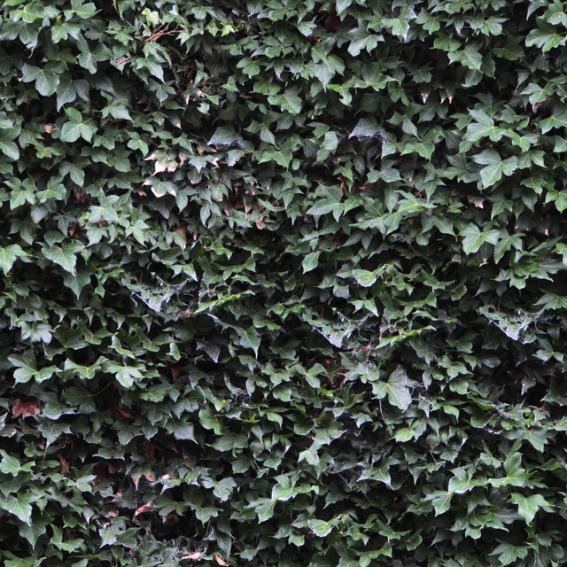 High Resolution Seamless Ivy Texture