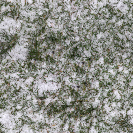 Seamless Grass Frozen