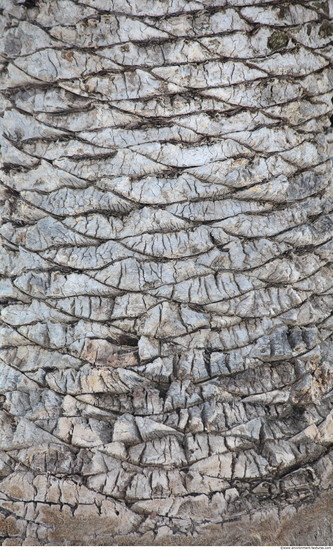 Tree Bark