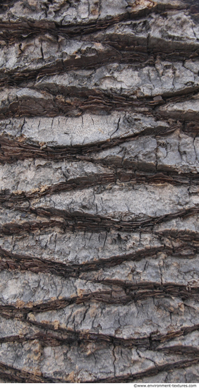 Tree Bark