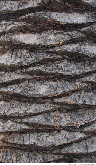 Tree Bark