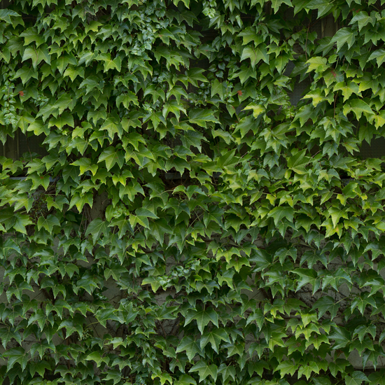 Seamless Hedge