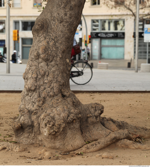 Tree Bark